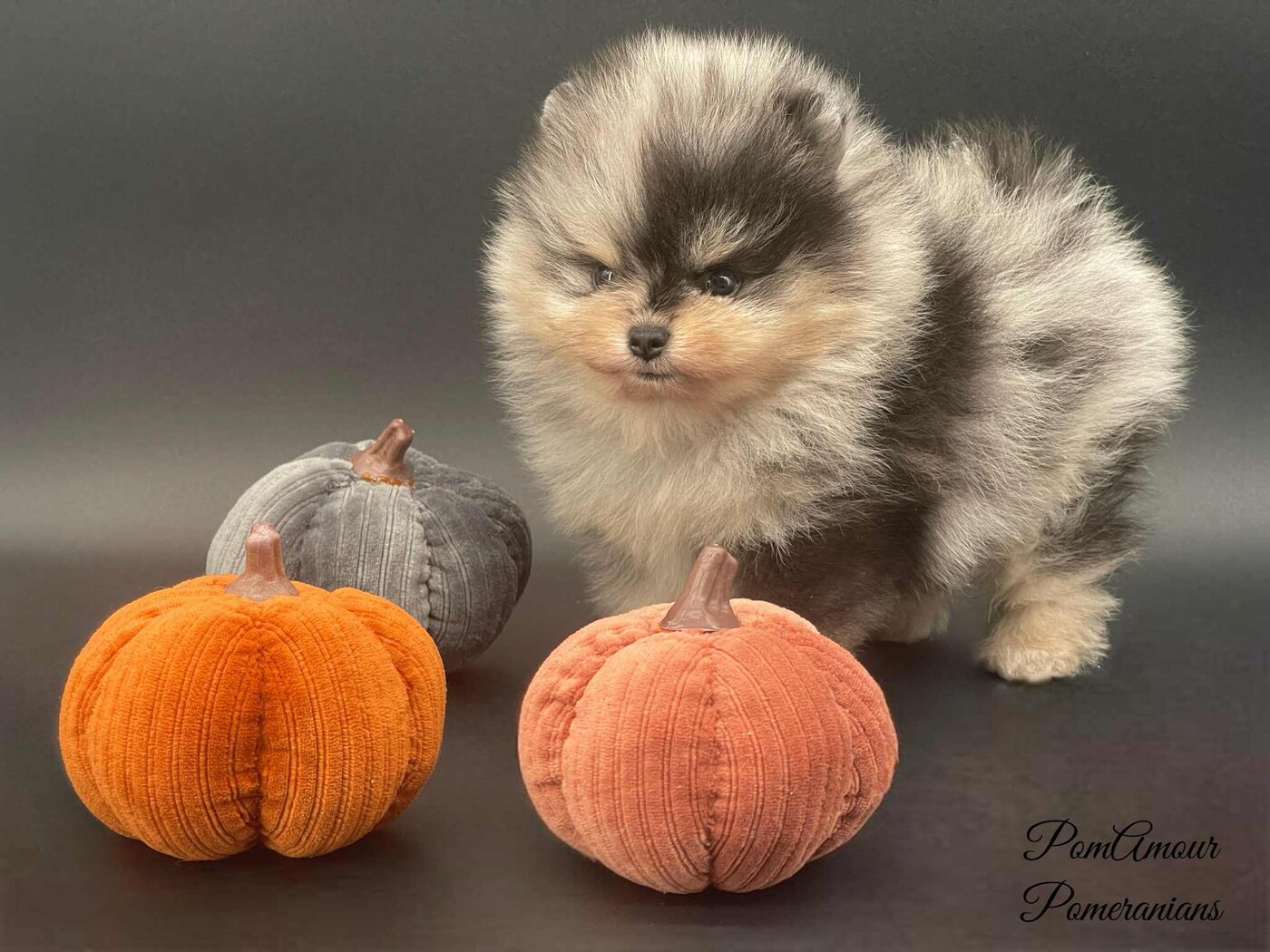 Sammy (PomAmour Only One Way to Rock)