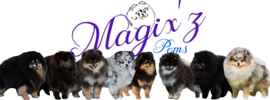 Magix'z Pomeranians