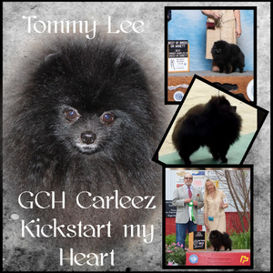 Tommy Lee (GCH Carleez Kickstart My Heart)