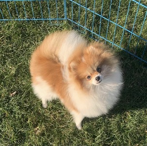 A&M Master of Illusion (Copper)