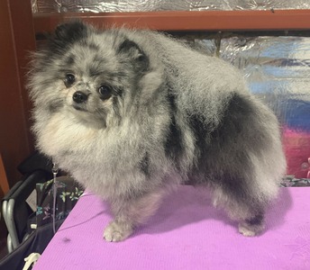Magix'z Little Miss Sassy Pants (Dakota)