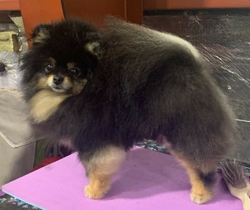 CH Magix'z Jet City Woman BCAT (Panama)