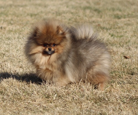 Elvis (A&M Hunka Burning Love)