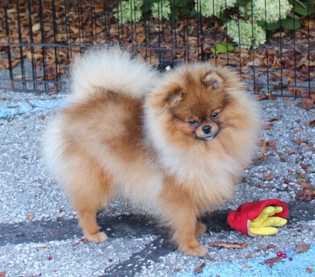 Elvis (A&M Hunka Burning Love)
