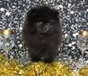 Midnight (MAGIX'Z MIDNIGHT STEVENS)