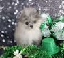 Kiwi (MAGIX’Z KIWI UPHOLZ)