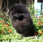Winston (MAGIX’Z WINSTON WEISS)