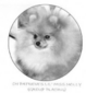 CH Patricia's Lil' Miss Molly ROM