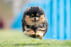 Levi (Magix'z Classic Little Fit CAA BCAT CGC)