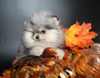 MISTY  (MAGIX’Z MISTY BLUE BEAR)