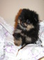 BUFFY (MAGIX'Z BUFFY)