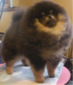 CH Nowland's Sultry Struttin Salena