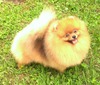 GCH Nowland's Love To Watch Her Strut