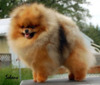 CH CR Tuff Guy of Isabella