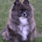 Pom Adores Ms Savannah Blu