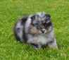 PUMBA (MAGIX'Z MIDNIGHT RAINBOW)