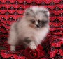 Amara (MAGIX'Z AMARA BLEU BEAR)