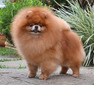 Intime Poms Prince Of Darkness
