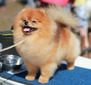 Starpom Showstopper