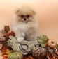 KOOPER (MAGIX'Z COOPER HARVILLE)