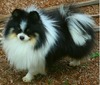 ROSIE LITTLE CORY