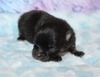 Gidget