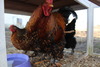 Golden Laced