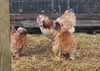 Calico Bantam