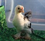 Mottled Bantam
