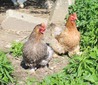 Partridge 
