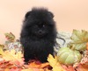 Bentley (MAGIX'Z BENTLEY SPENCER)