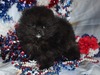 Toby