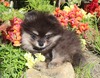Gidget