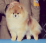 CH Tokie N Dome Doi The Way You Make Me Feel