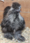 Silkies