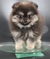 Brody (MAGIX'Z BRODY STONE)