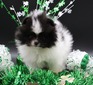 Sugar (MAGIX'Z SUGAR N SPICE)