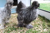Silkies