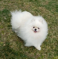 New's Pomeranian Kevin