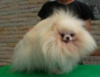 New's Pomeranian Siam
