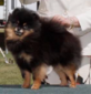 CAN CH Ballofurs Dont Reign on my Parade AGN, AGNJ, NP, JT, ADC, SGDC