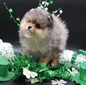 Razzle (MAGIX'Z RAMBUNCTIOUS RAZZLE)
