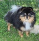 Dottie (Magix'z Lay it on the Line CHIC)