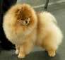 GCH Janlar's Buffy The Vampire Slayer