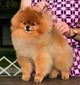 CH Pom Havens Walking On Air