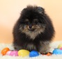 APOLLO (MAGIX'Z APOLLO CREED)