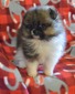 GRACIE (MAGIX'Z GRACIE)