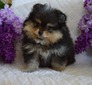 WINNIE (MAGIX'Z WAYWARD WINCHESTER)