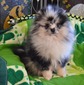 ZEUS (MAGIX'Z FIRE AND ICE)