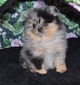 ZIPPY (MAGIX'Z ZIPPY)